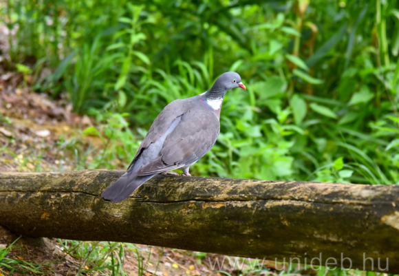 20180607 Botanikus kert, DE 061.jpg